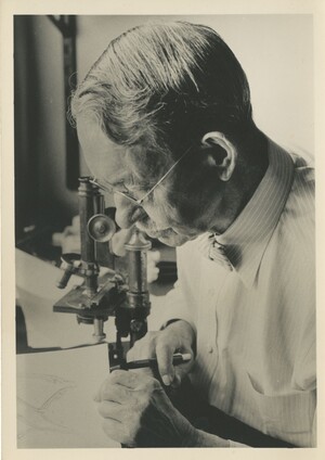 Edwin Grant Conklin seated in front of a microscope, looking at a drawing