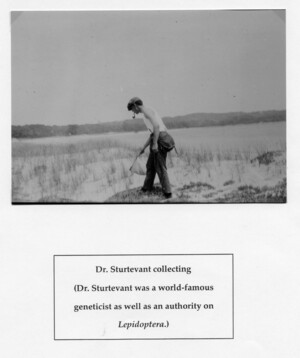 Dr. Alfred H. Sturtevant collecting