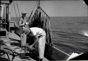 One man holding starfish mop while another bends over to collect loose starfish on the deck of the collecting boat "Dolphin"